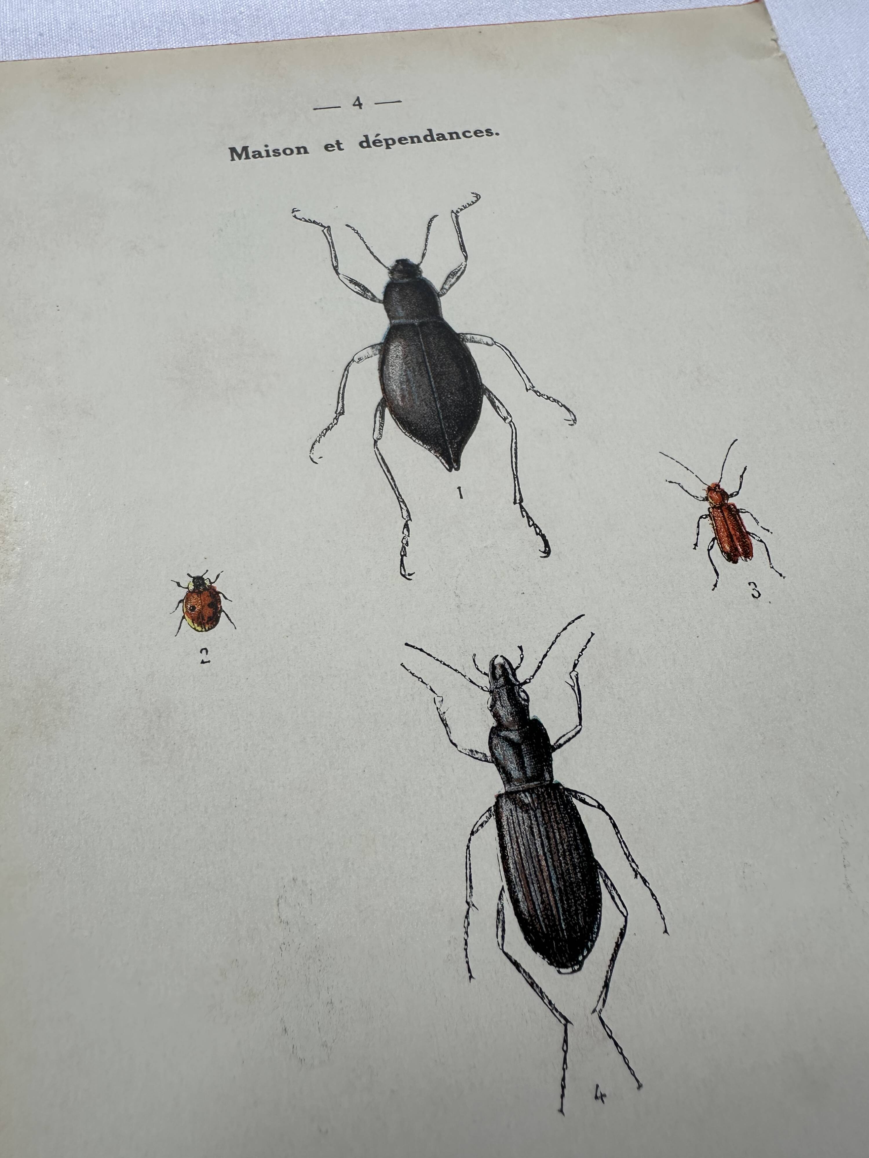 Naturalist plate insect France vintage botanical engraving