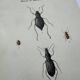 Naturalist plate insect France vintage botanical engraving