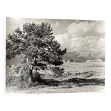 Silver photo Bernard Darot 20th Muret