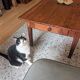 Grande table basse de ferme