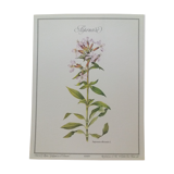 Botanical plank Saponaire