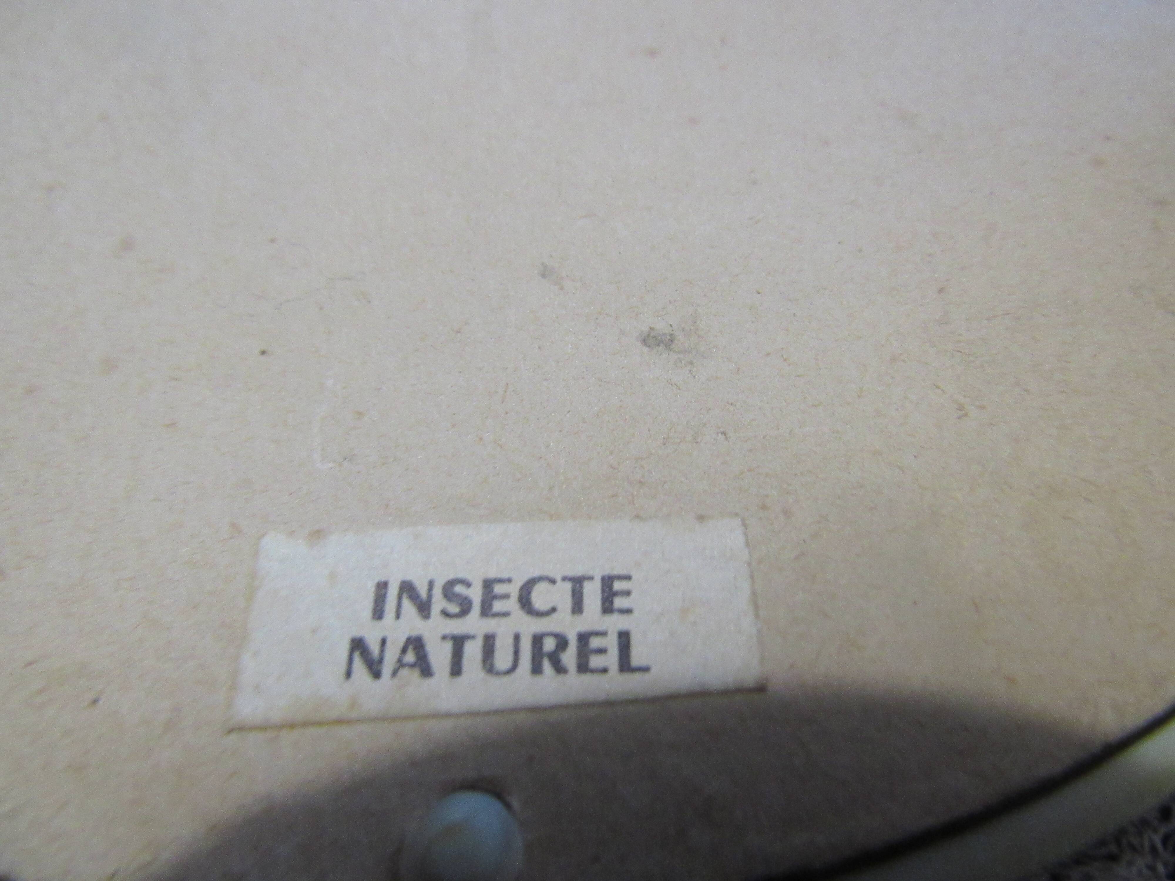 Butterfly morpho menelaus  taxidermy (Brazil)