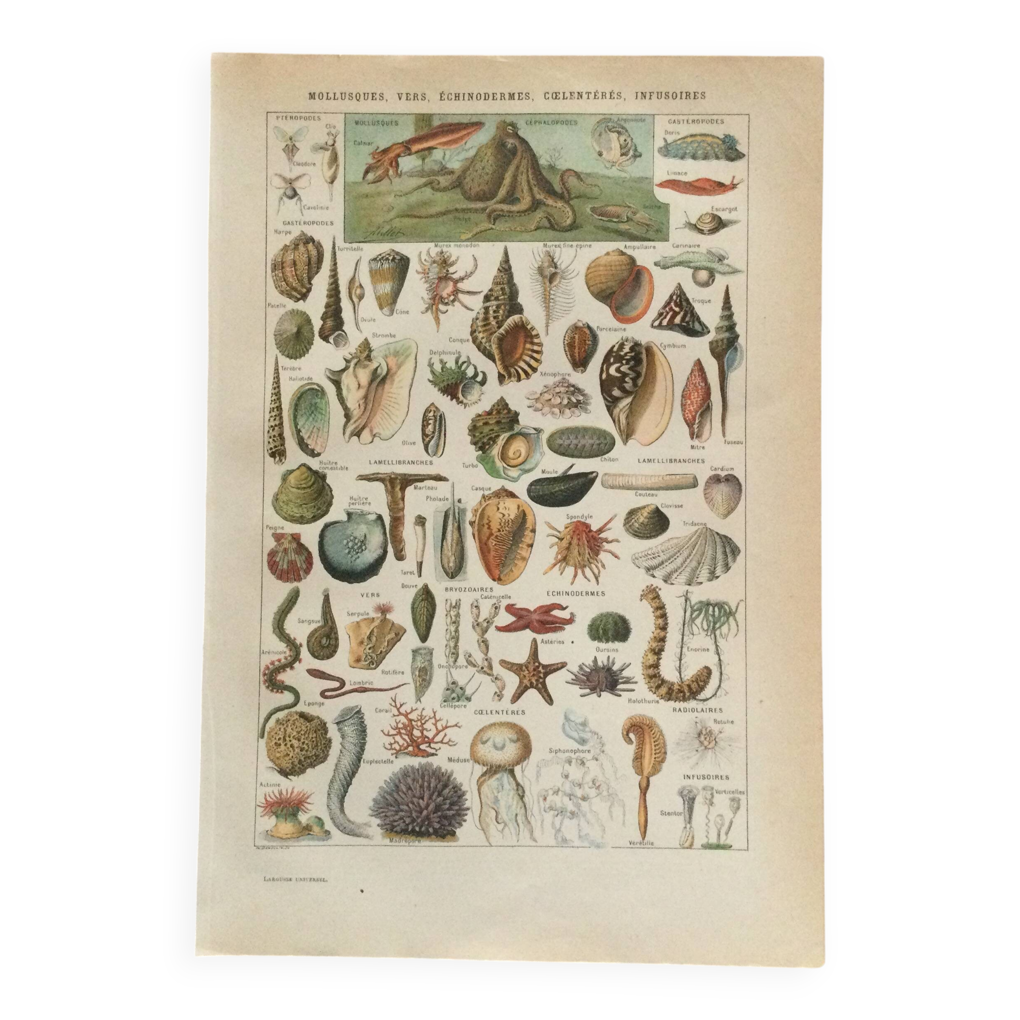 Old engraving 1897 - Molluscs Shells - botanical plate