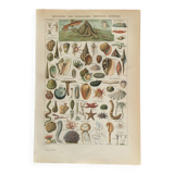Old engraving 1897 - Molluscs Shells - botanical plate