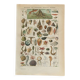 Old engraving 1897 - Molluscs Shells - botanical plate