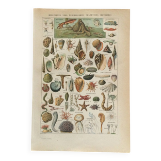 Old engraving 1897 - Molluscs Shells - botanical plate