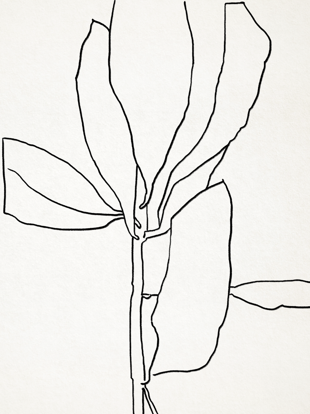 Illustration botanique lignes noires 50x70cm
