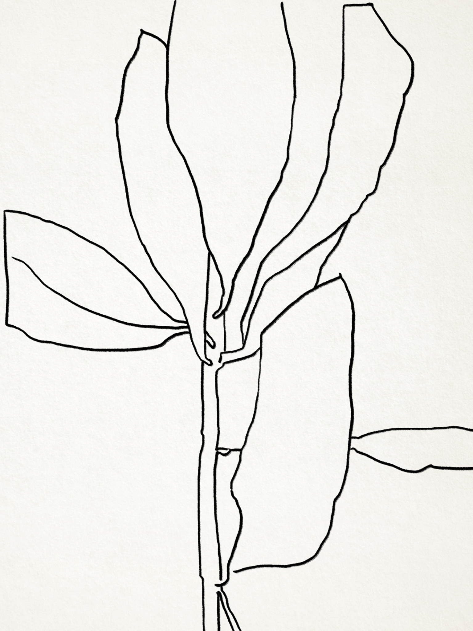 Botanical illustration black lines 50x70cm