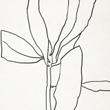 Botanical illustration black lines 50x70cm