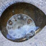 Petite ammonite polie