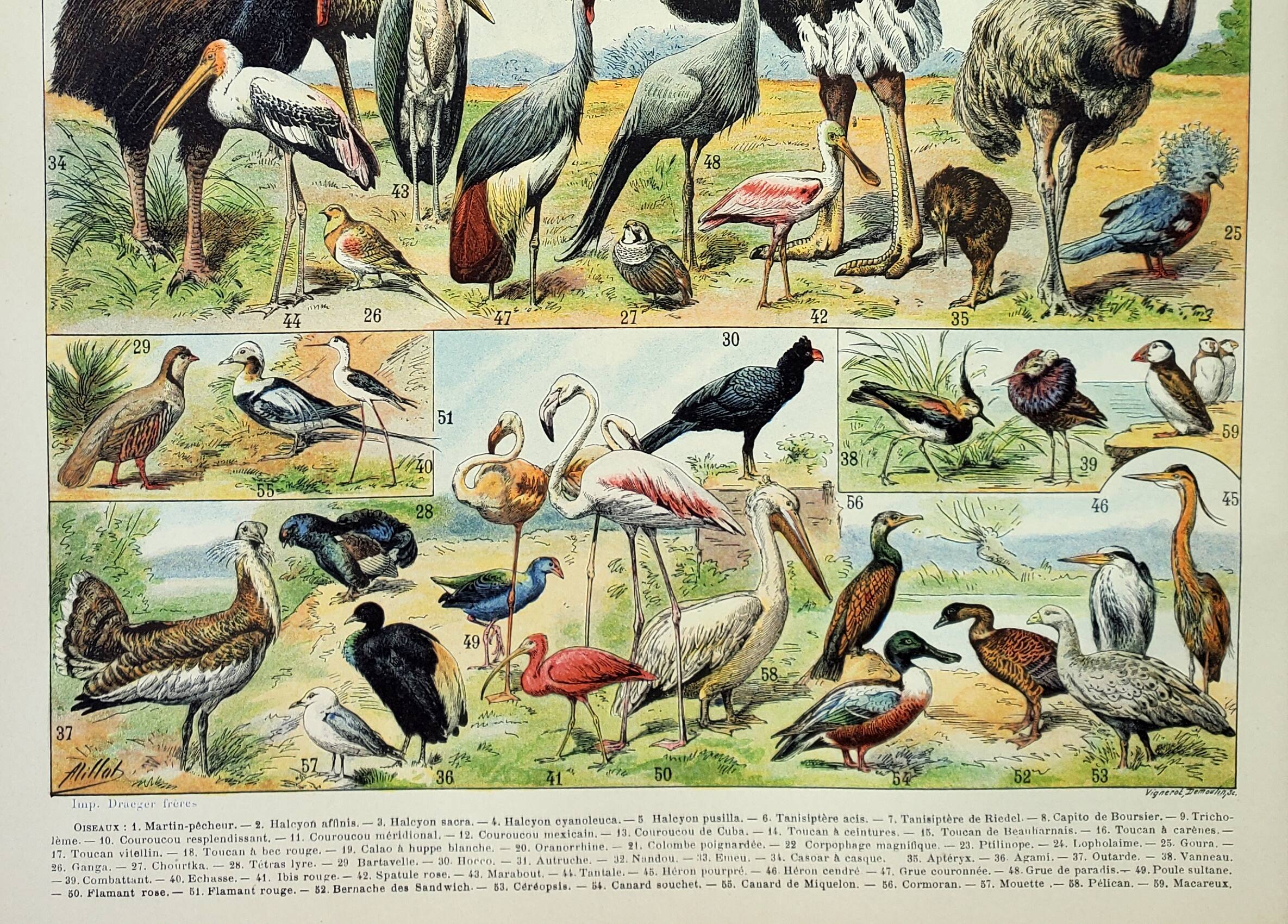 Old engraving 1898, Birds 2: species, raptors • Lithograph, Original plate