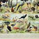 Gravure ancienne 1898, Oiseaux 2: espèces, rapaces • Lithographie, Planche originale