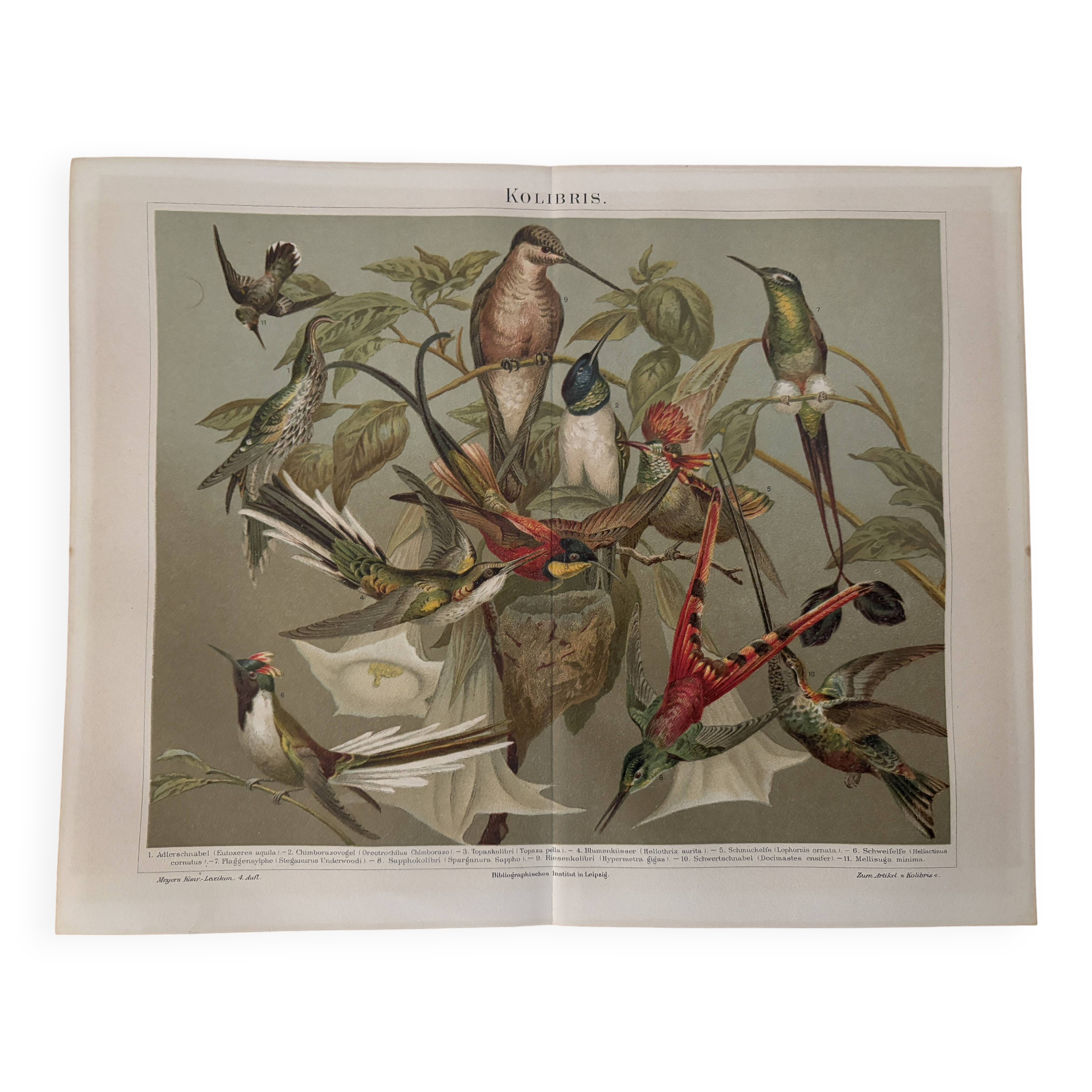 Lithograph engraving of hummingbirds – 1890