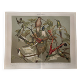 Lithograph engraving of hummingbirds – 1890