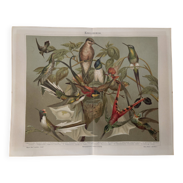 Lithograph engraving of hummingbirds – 1890