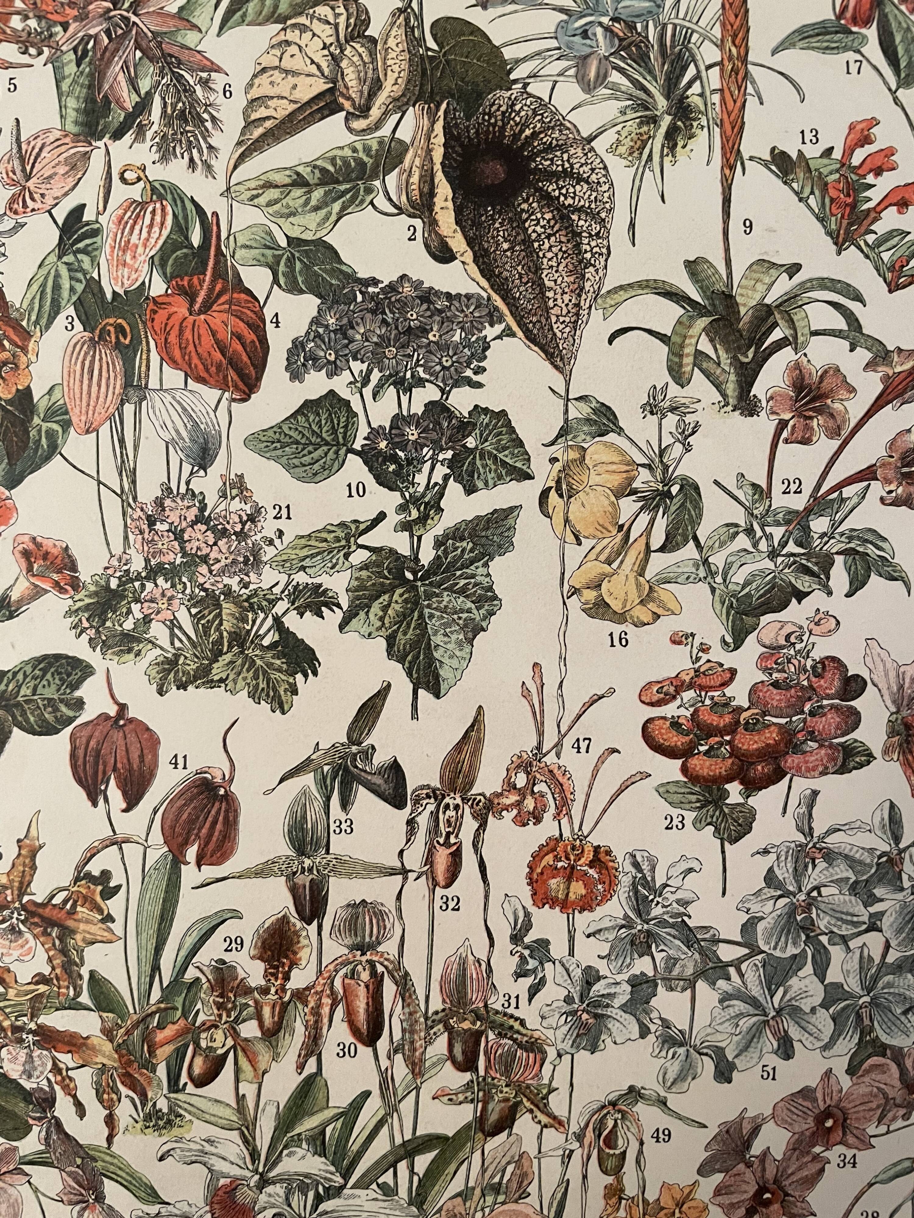 Lithograph engraving flowers of 1897