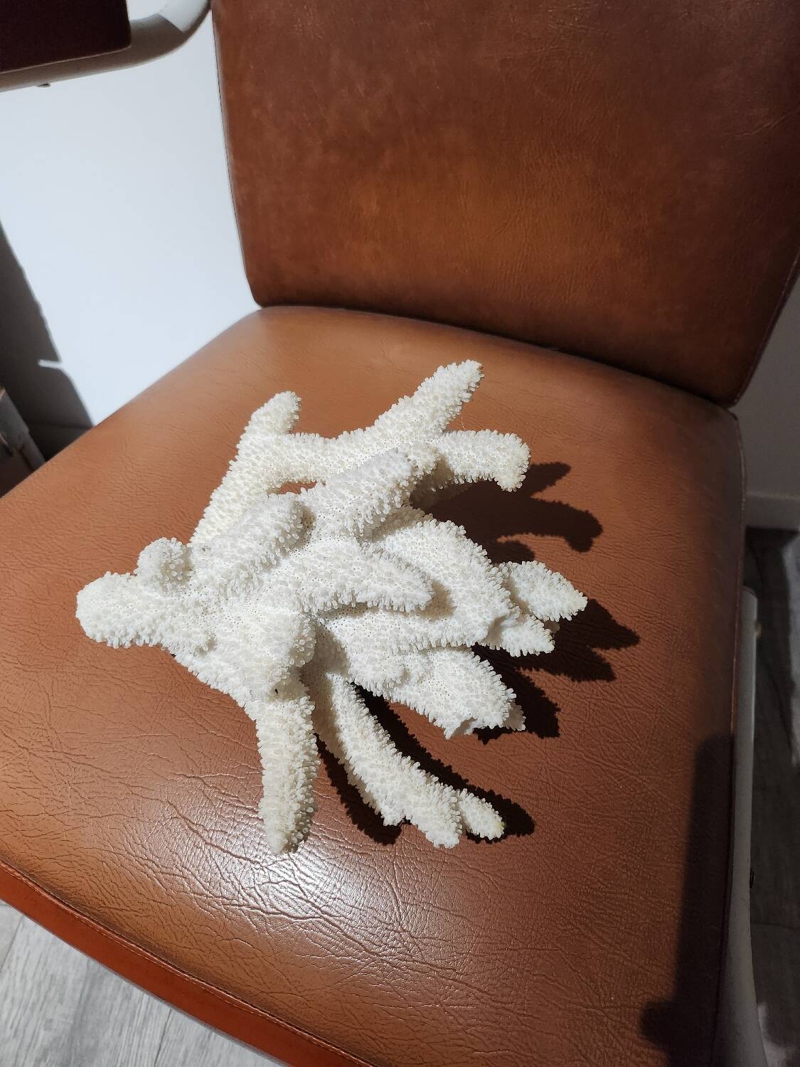 Large white coral