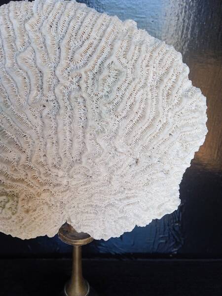 Cabinet of Curiosities 36cm coral brain of Neptune on base