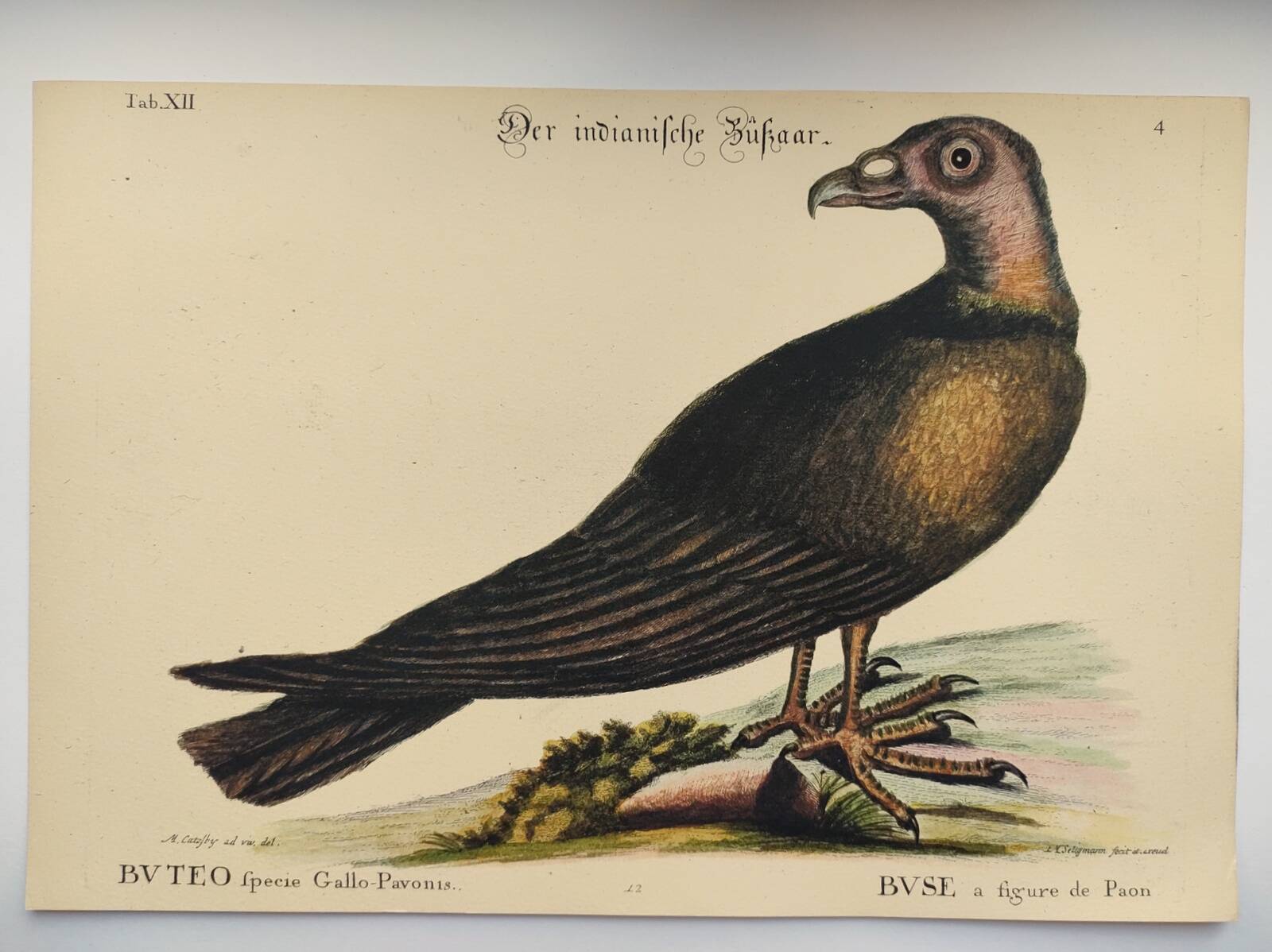 Illustration from 1973 - Peafowl Buzzard - Bird fauna plate