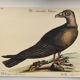 Illustration from 1973 - Peafowl Buzzard - Bird fauna plate