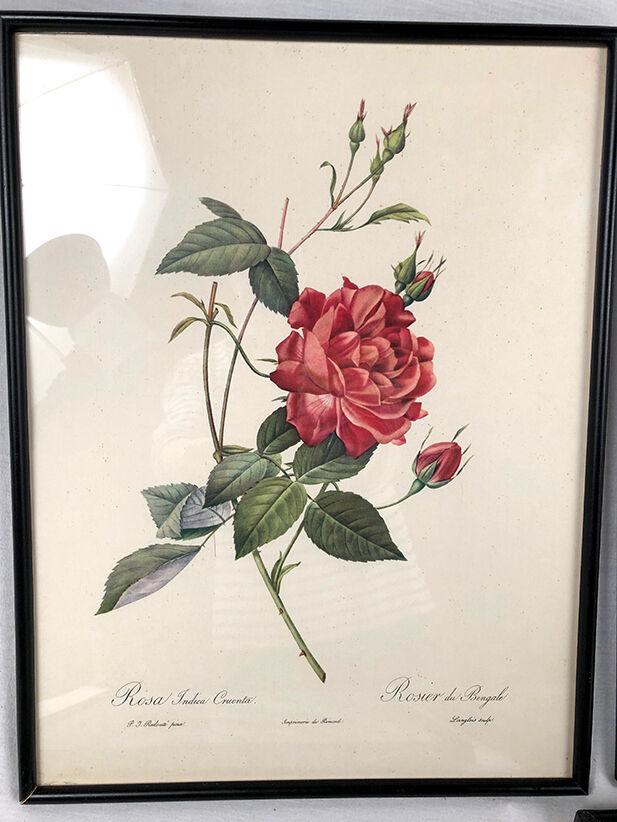 Set of six framed reproductions of roses, illustrations by P.J Dreaded