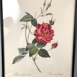 Set of six framed reproductions of roses, illustrations by P.J Dreaded