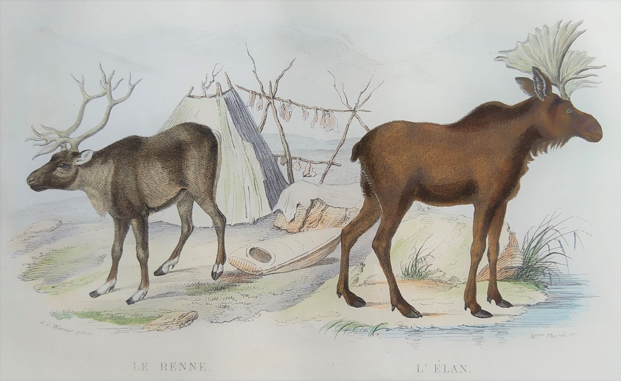 Zoological plank, original "renne - Elan " Buffon 1840