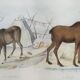 Zoological plank, original "renne - Elan " Buffon 1840