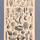 Planche vintage originale sur les légumes