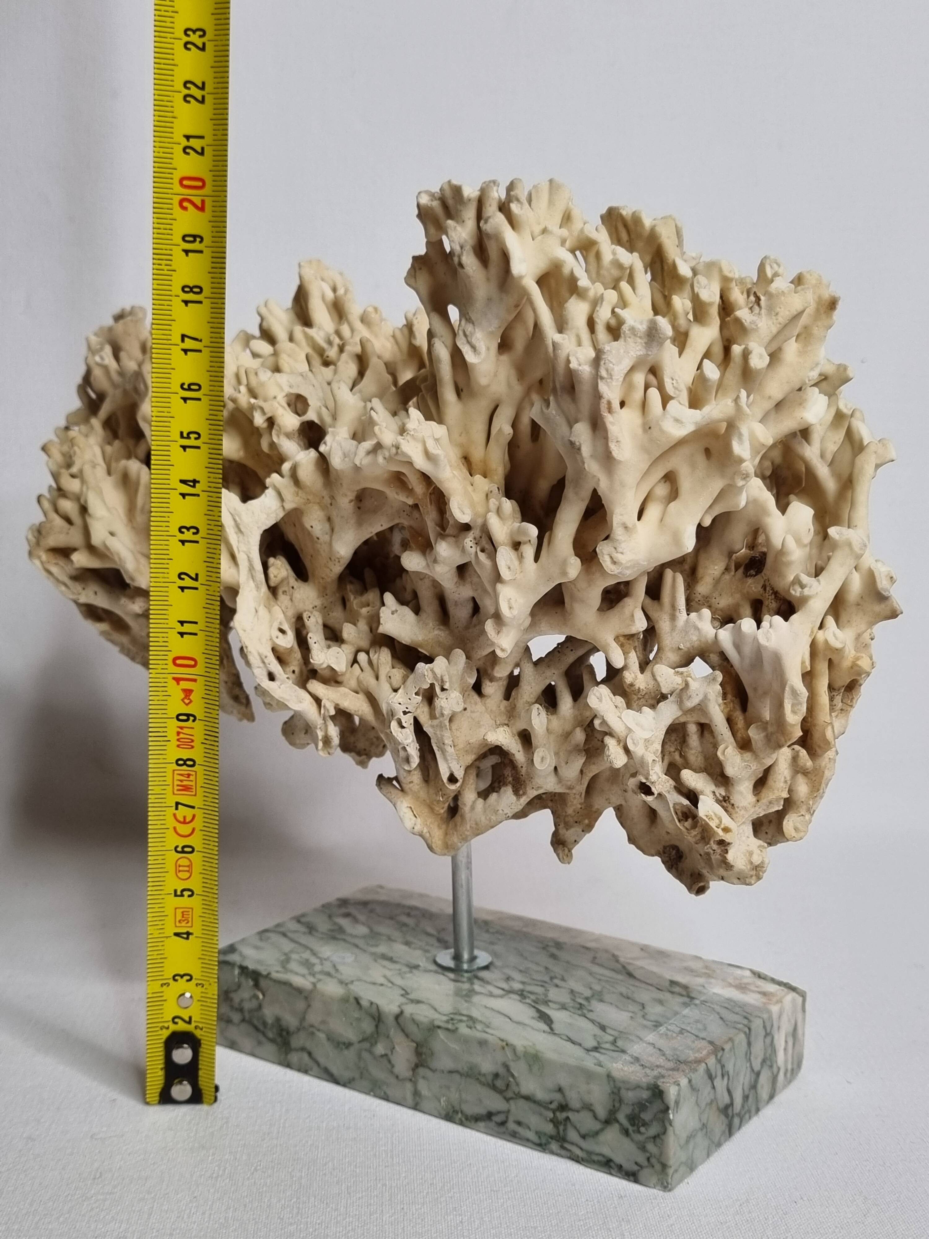 Antique White Coral on Grey Marble Base, 21 cm