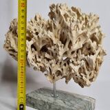 Antique White Coral on Grey Marble Base, 21 cm