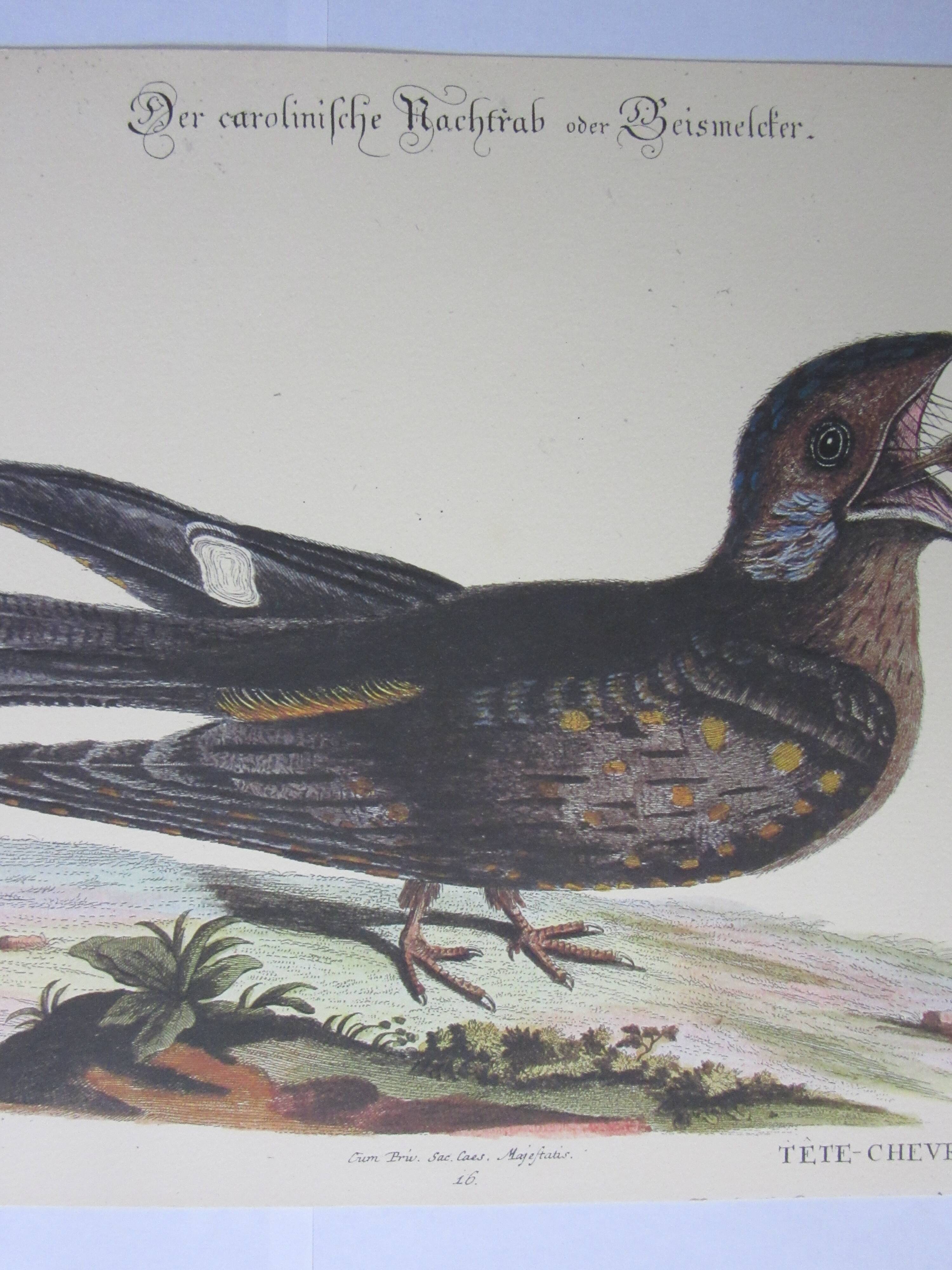 Engraving bird, head-goat of carolina, repro Catesby/Seligmann