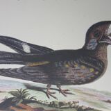 Engraving bird, head-goat of carolina, repro Catesby/Seligmann