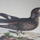 Gravure oiseau, tête-chèvre de la Caroline, repro Catesby/Seligmann