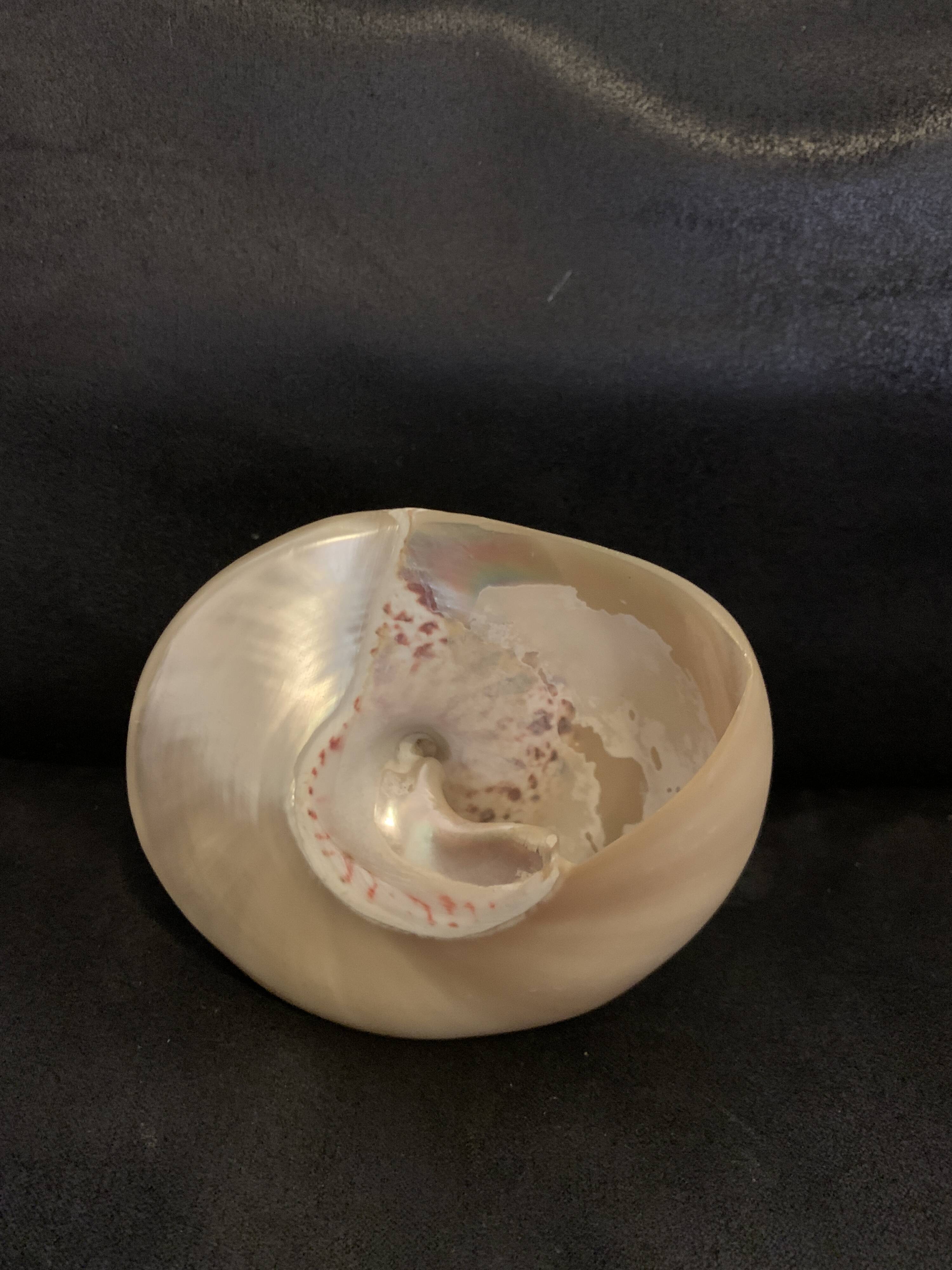 Troca shell decoration 8cm polished pearly Trocca Trochus decoration sea beach vintage old