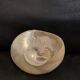 Troca shell decoration 8cm polished pearly Trocca Trochus decoration sea beach vintage old