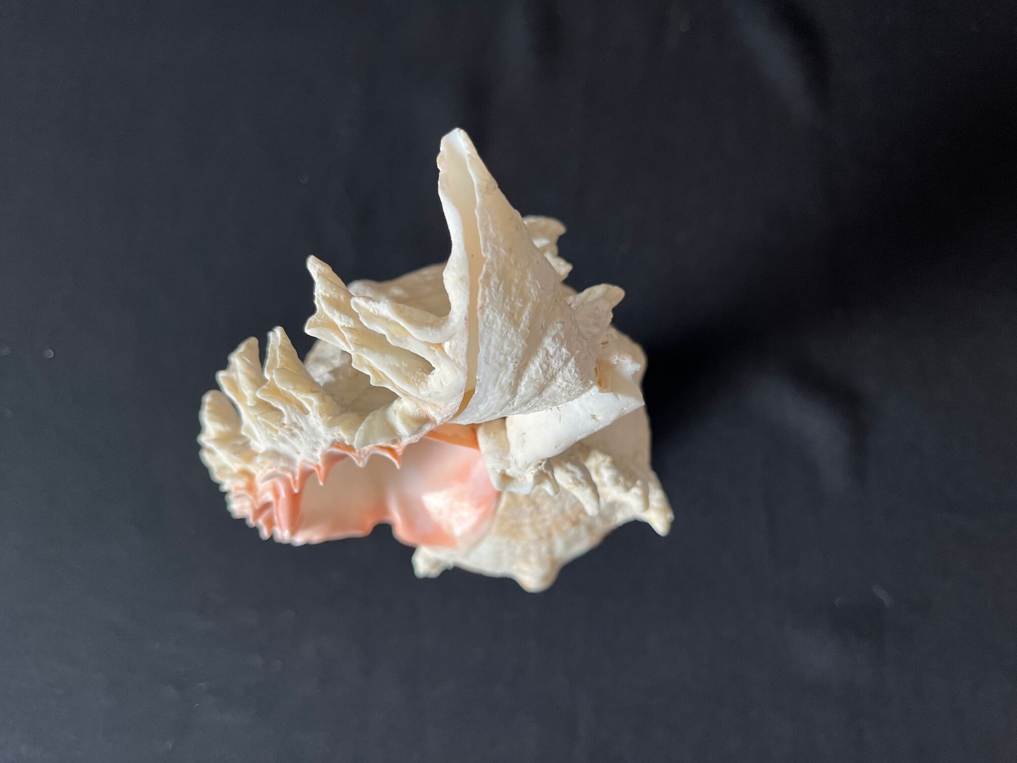 Murex Ramosus shell on turned wooden boxwood base old cabinet of curiosities