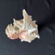 Murex Ramosus shell on turned wooden boxwood base old cabinet of curiosities