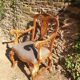 19th painted Italian armchair