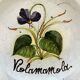 Collection of 3 botanical dishes made in Italy.