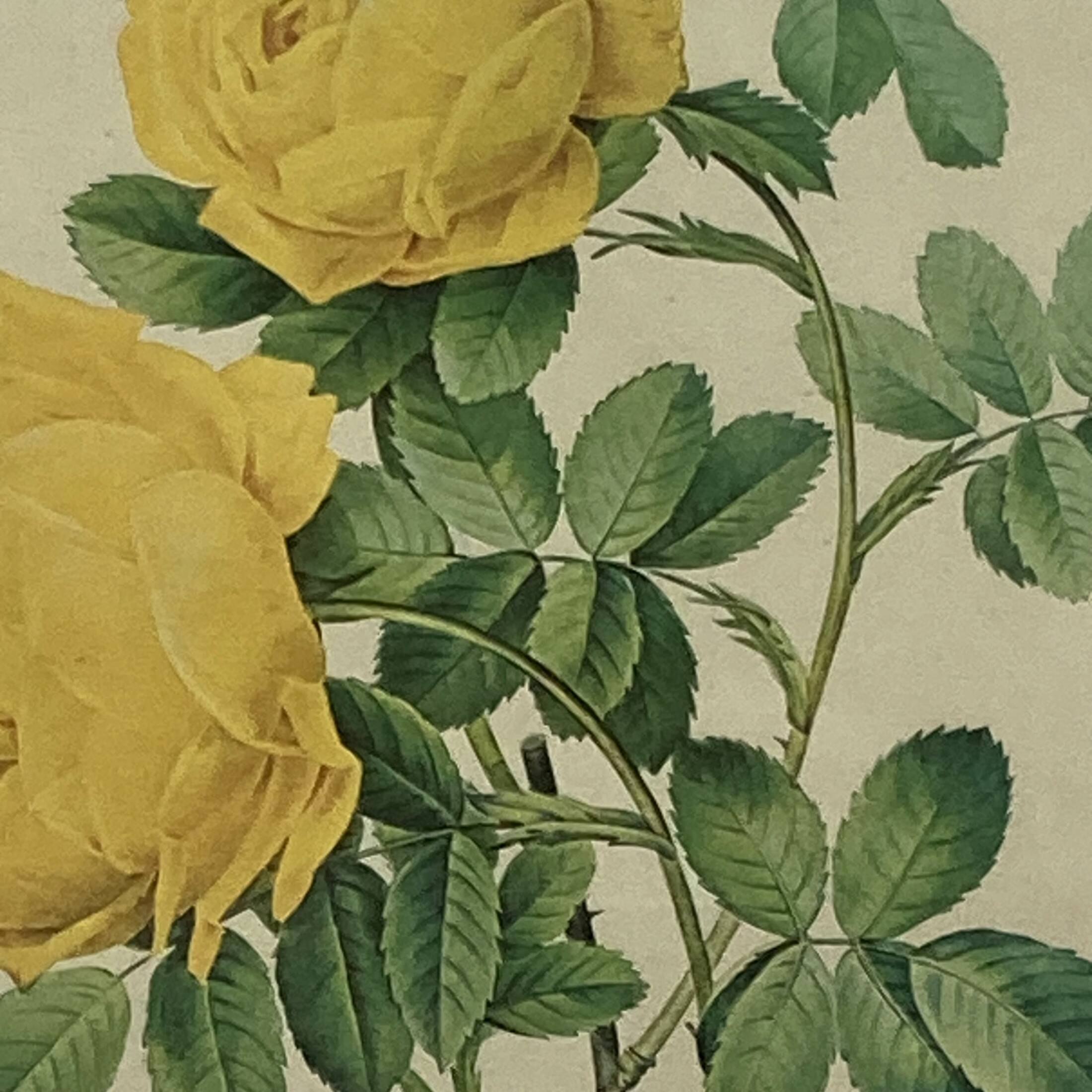 Old yellow rose lithograph framed under glass Remond printing house ACC-7059