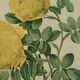 Old yellow rose lithograph framed under glass Remond printing house ACC-7059
