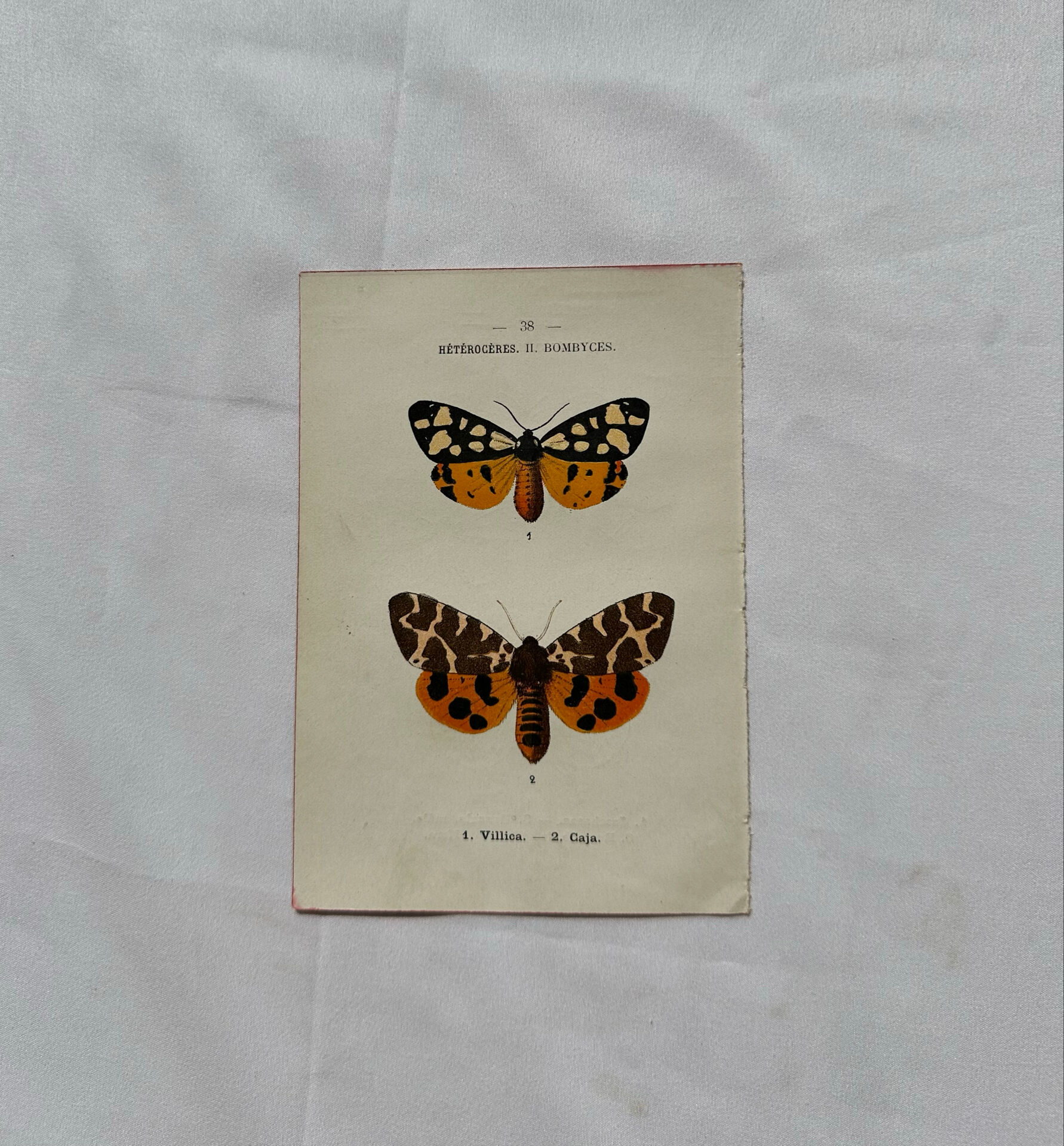 Naturalist engraving Butterfly 19th-century original botanical poster 1800
