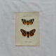 Naturalist engraving Butterfly 19th-century original botanical poster 1800