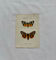 Naturalist engraving Butterfly 19th-century original botanical poster 1800