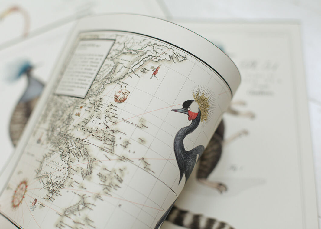 Chimera lithograph animal engraving - the pink flamoulpe