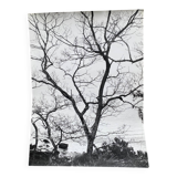 Silver gelatin photograph by Bernard Darot, Shrubs by the Water, 20th century