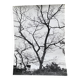 Silver gelatin photograph by Bernard Darot, Shrubs by the Water, 20th century