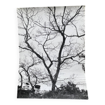 Photographie argentique Bernard Darot Arbustes au bord de l'eau XXe