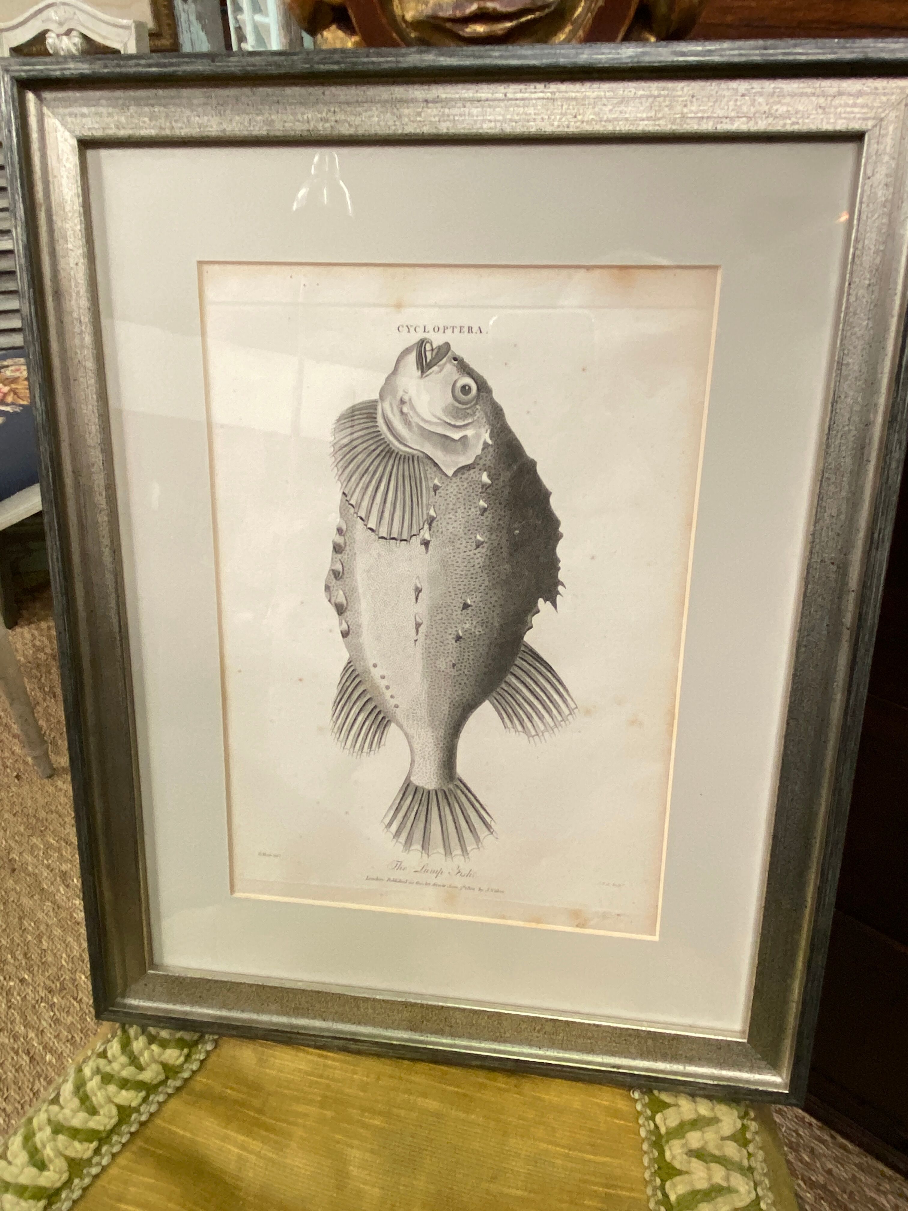 Fish engraving "Cycloptera"